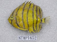 八帶蝴蝶魚藏品圖，第1張
